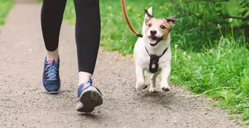 Woman jogging with dog