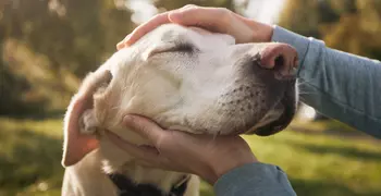 person petting their dog 